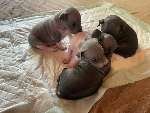HAIRLESS TERRIER FOTO